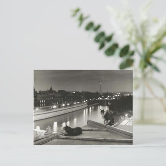 Chats la nuit - Paris - 1954 - Robert Doisneau Briefkaart (Staand voorkant)