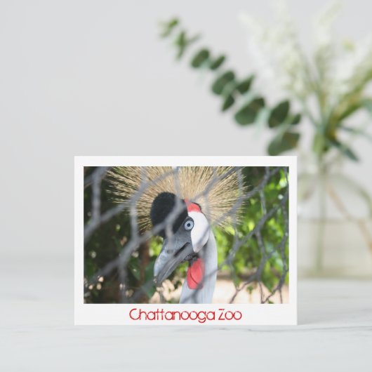 Chattanooga Zoo Briefkaart (Staand voorkant)