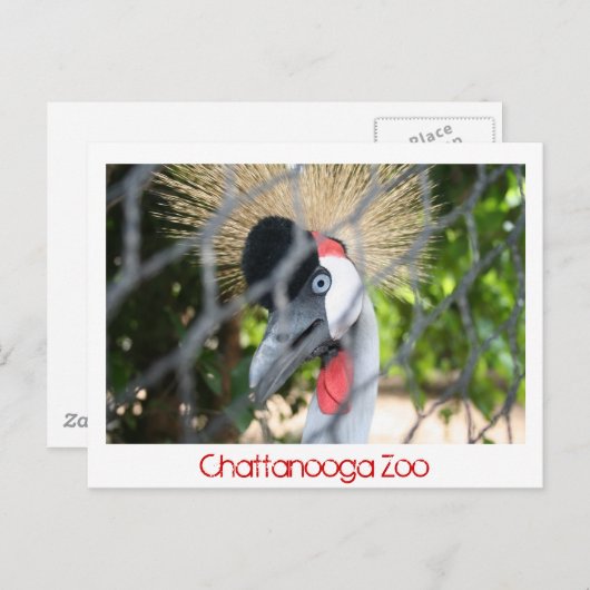 Chattanooga Zoo Briefkaart (Voorkant / Achterkant)