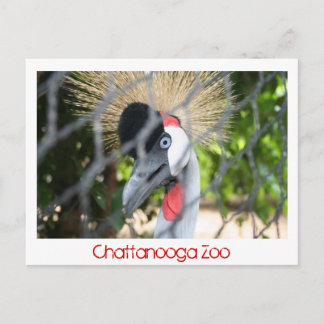 Chattanooga Zoo Briefkaart