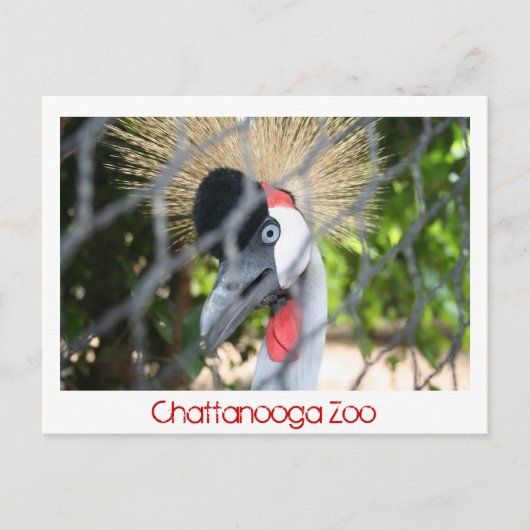 Chattanooga Zoo Briefkaart (Voorkant)