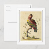  Chattering Lory Parrot Vogel Natuur Briefkaart (Voorkant / Achterkant)