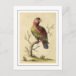  Chattering Lory Parrot Vogel Natuur Briefkaart
