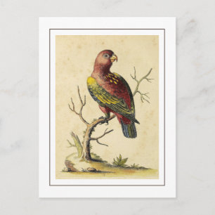 Chattering Lory Parrot Vogel Natuur Briefkaart
