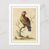  Chattering Lory Parrot Vogel Natuur Briefkaart (Voorkant)