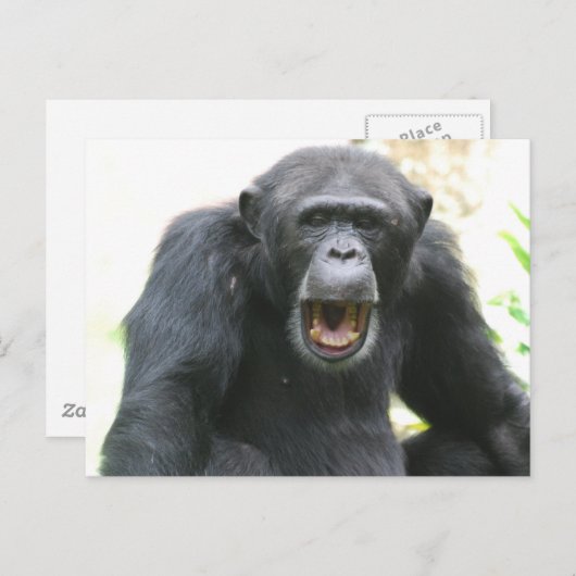 Chatty Chimp Briefkaart (Voorkant / Achterkant)