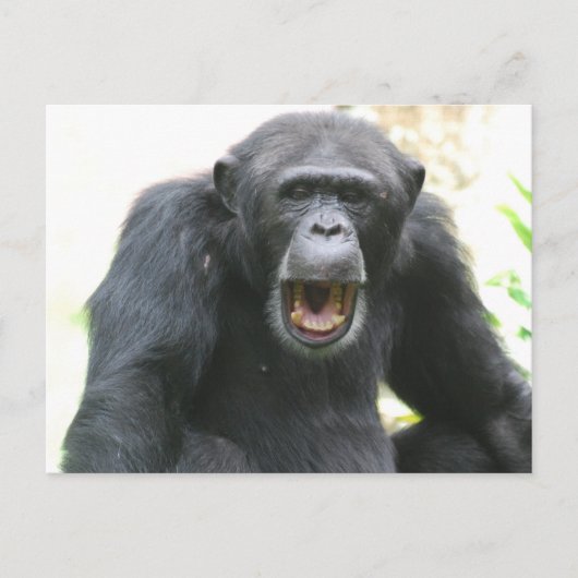 Chatty Chimp Briefkaart (Voorkant)