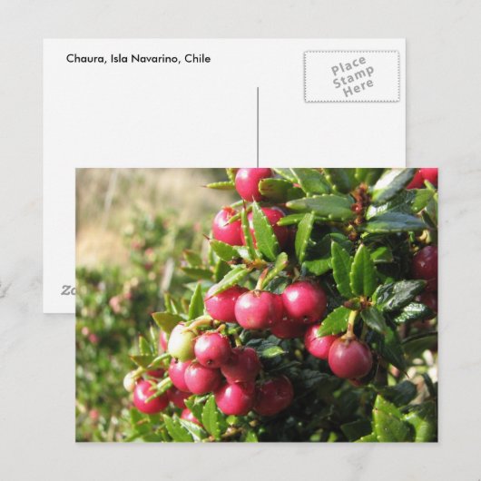 Chaura, Isla Navarino, Chili Briefkaart (Voorkant / Achterkant)