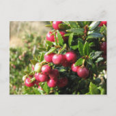 Chaura, Isla Navarino, Chili Briefkaart (Voorkant)