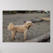 chaz4 poster (Voorkant)