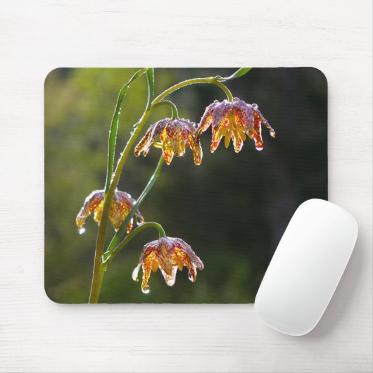 Checker Lily Dew Drops Flower Foto © Sandy Long Muismat (Met muis)