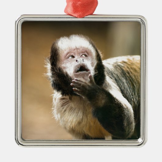 Cheeky & attent baby capuchin-aap metalen ornament (Voorkant)