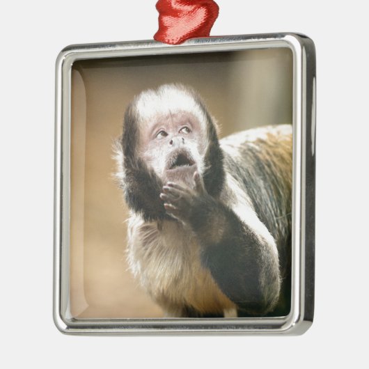 Cheeky & attent baby capuchin-aap metalen ornament (Links)