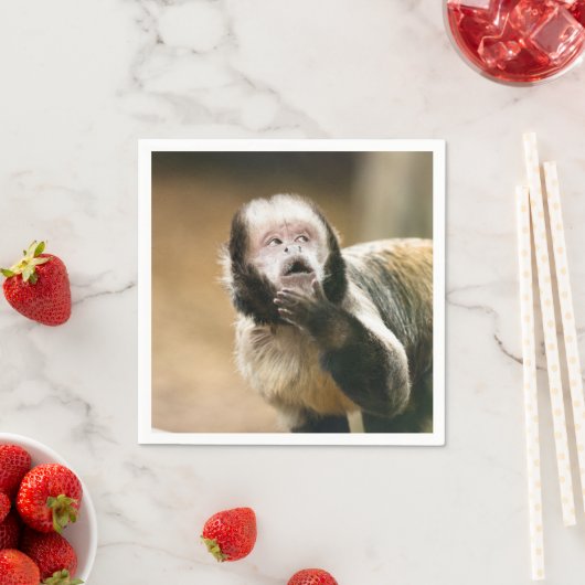 Cheeky & attent baby capuchin-aap servet (Insitu)