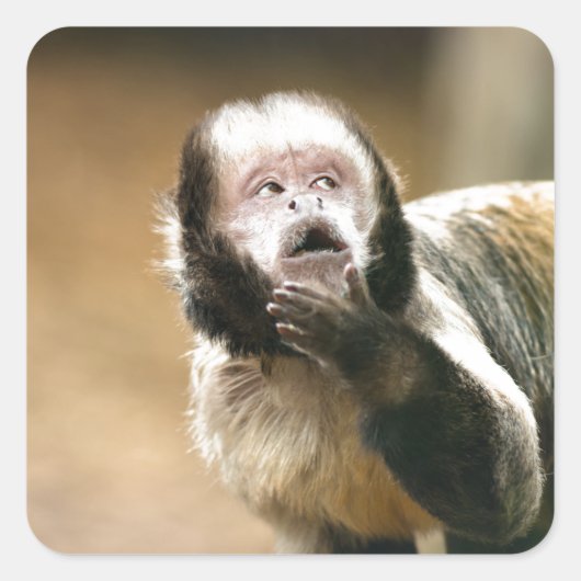 Cheeky & attent baby capuchin-aap vierkante sticker (Voorkant)