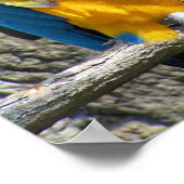 Cheeky Bird Poster (Hoek)