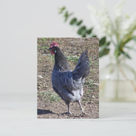 Cheeky Blue Andalusian Hen Briefkaart (Staand voorkant)