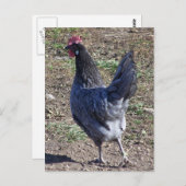 Cheeky Blue Andalusian Hen Briefkaart (Voorkant / Achterkant)
