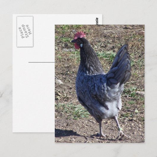 Cheeky Blue Andalusian Hen Briefkaart (Voorkant / Achterkant)