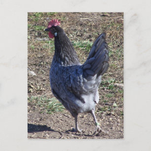 Cheeky Blue Andalusian Hen Briefkaart