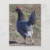 Cheeky Blue Andalusian Hen Briefkaart (Voorkant)