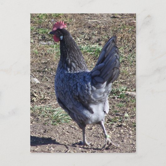 Cheeky Blue Andalusian Hen Briefkaart (Voorkant)