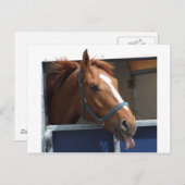 Cheeky Chestnut Briefkaart (Voorkant / Achterkant)