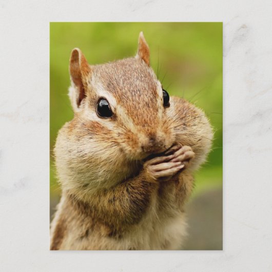 Cheeky Chipmunk Briefkaart (Voorkant)