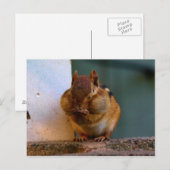 Cheeky Chipmunk Briefkaart (Voorkant / Achterkant)