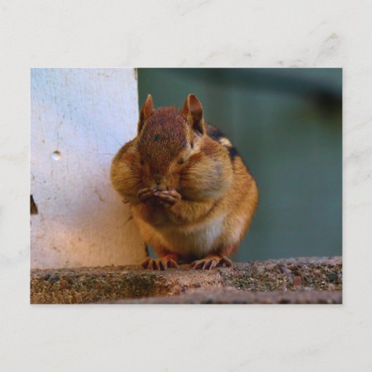 Cheeky Chipmunk Briefkaart (Voorkant)