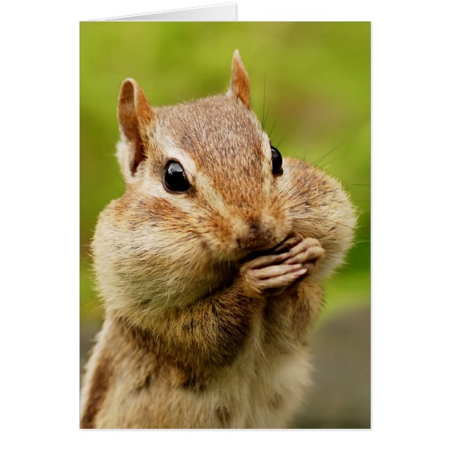Cheeky Chipmunk Card (Voorkant)