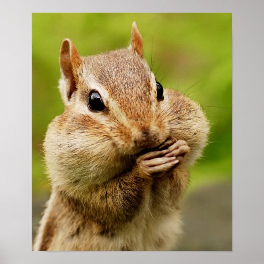 Cheeky Chipmunk Poster (Voorkant)