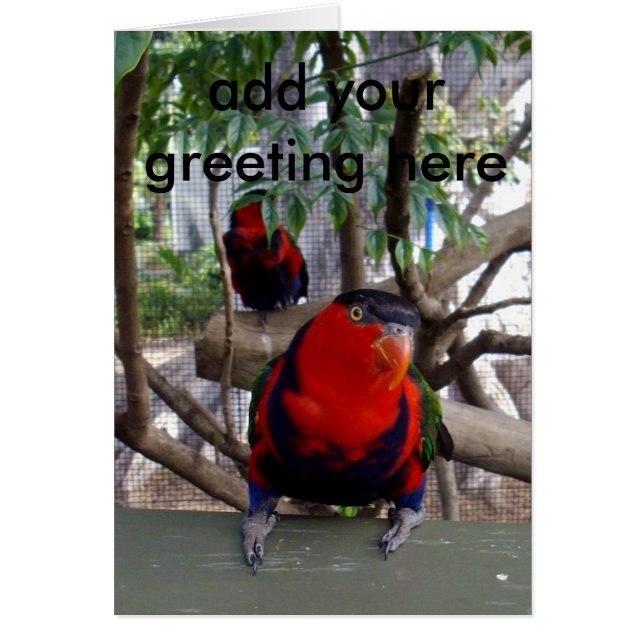 Cheeky Face Rainbow Lorikeet, (Voorkant)