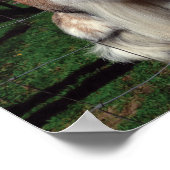 Cheeky Goat Poster (Hoek)