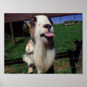 Cheeky Goat Poster (Voorkant)