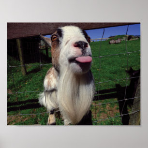 Cheeky Goat Poster