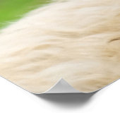 Cheeky grappige schaap die tong uitsteekt poster (Hoek)