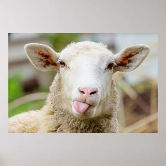 Cheeky grappige schaap die tong uitsteekt poster (Voorkant)