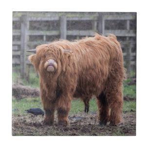 Cheeky Highland baby koe Jigzaag Puzzle Photo Prin Tegeltje
