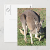 Cheeky Kangaroo - Postcard Briefkaart (Voorkant / Achterkant)