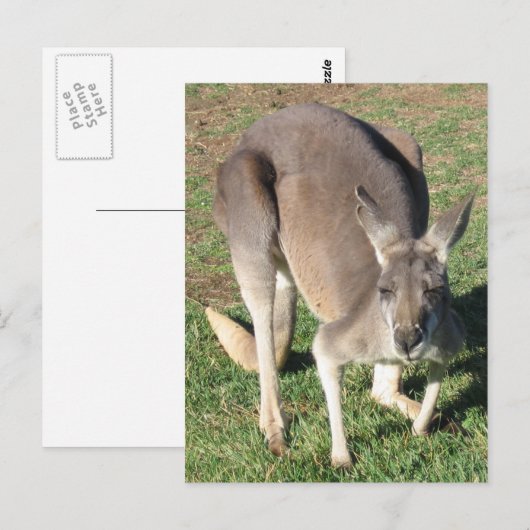 Cheeky Kangaroo - Postcard Briefkaart (Voorkant / Achterkant)