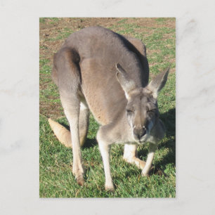 Cheeky Kangaroo - Postcard Briefkaart