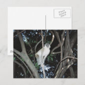 Cheeky Monkey Briefkaart (Voorkant / Achterkant)