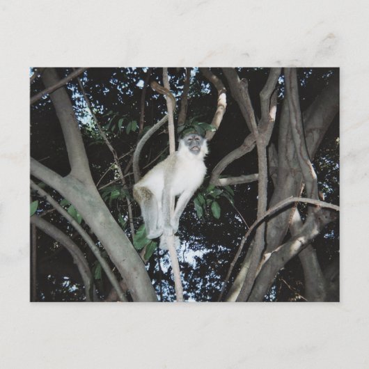 Cheeky Monkey Briefkaart (Voorkant)