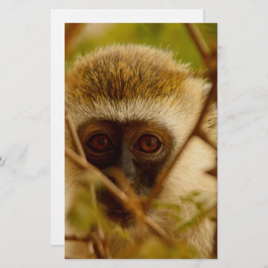 Cheeky Monkey. Briefpapier (Voorkant / Achterkant)