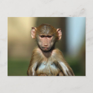 Cheeky Monkey - Cute Baby Baboon Briefkaarten