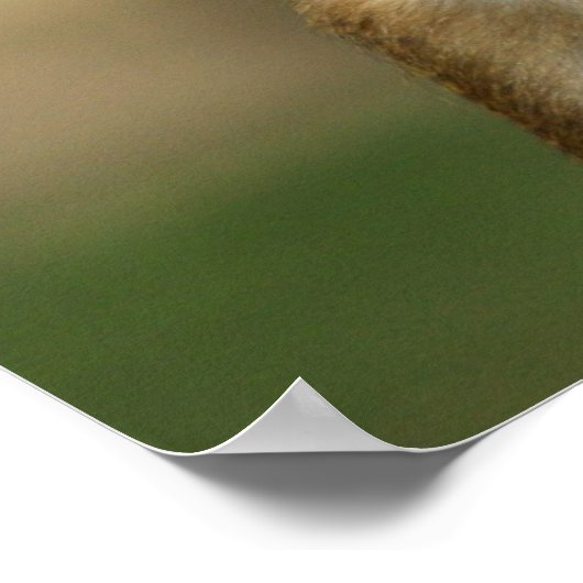 Cheeky Monkey - Cute Baby Baboon Poster / Print (Hoek)