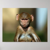 Cheeky Monkey - Cute Baby Baboon Poster / Print (Voorkant)