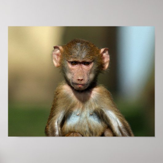 Cheeky Monkey - Cute Baby Baboon Poster / Print (Voorkant)
