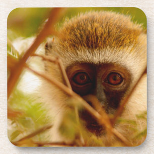 Cheeky Monkey. Drankjes Onderzetter